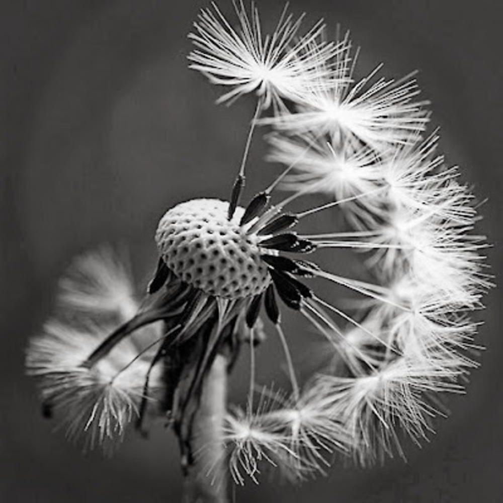 Meet your Posher, Chelsea